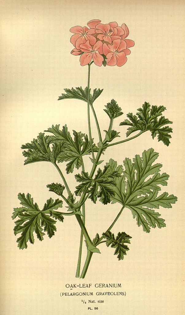 Pelargonium graveolens